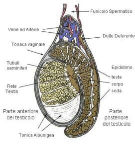 dolore testicolo sinistro e basso ventre|tumore al testicolo sinistro.